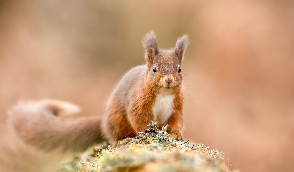 Обои рыжая, белка, белочка, грызун, зверюшка, red, protein, squirrel, rodent, pet разрешение 2048x1365 Загрузить