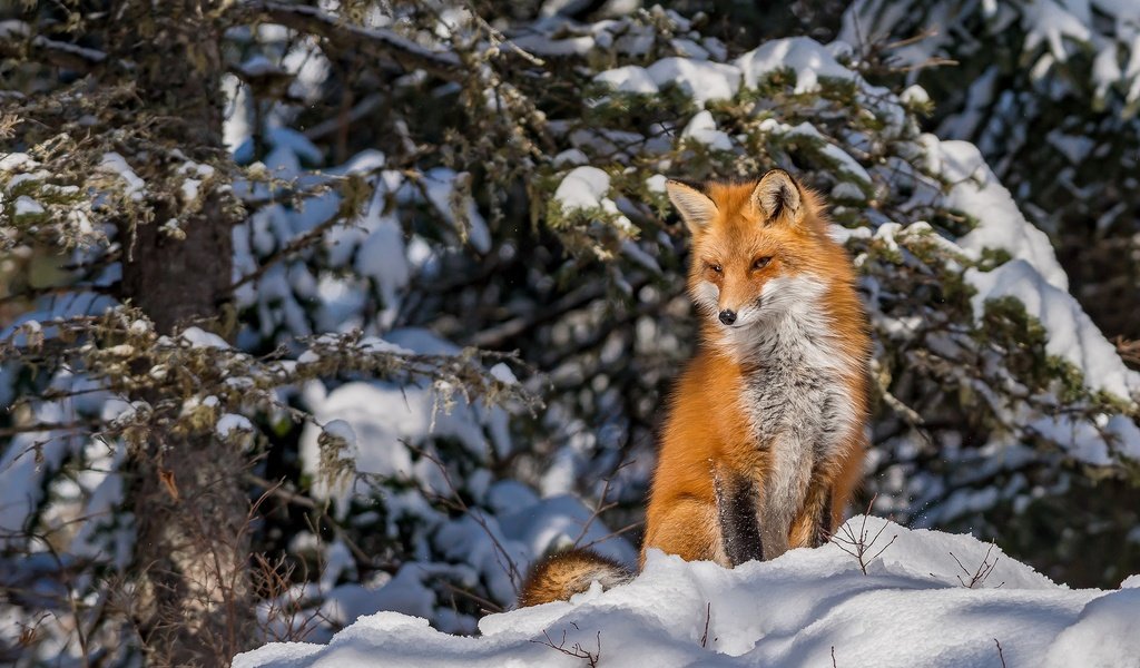 Обои снег, лес, зима, лиса, snow, forest, winter, fox разрешение 2046x1361 Загрузить