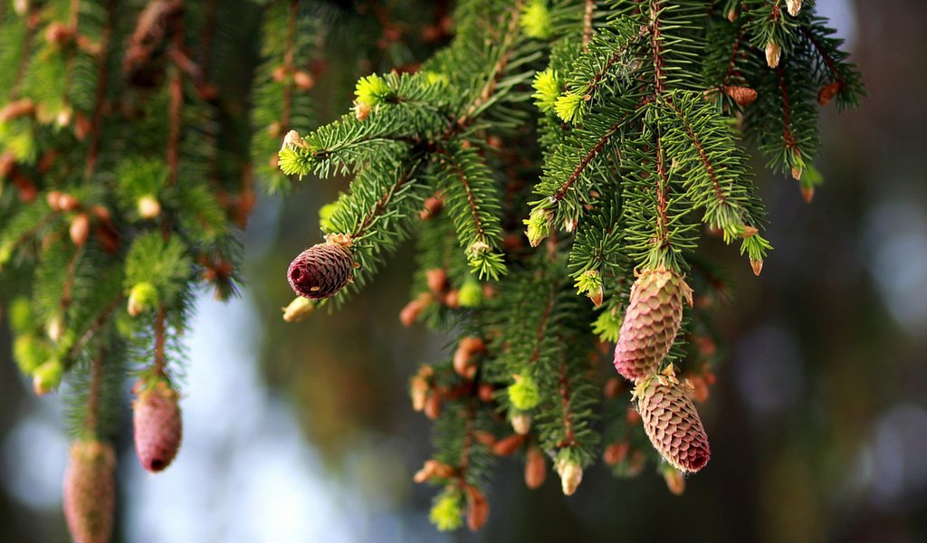 Обои природа, ветки, ель, шишки, nature, branches, spruce, bumps разрешение 2112x1188 Загрузить