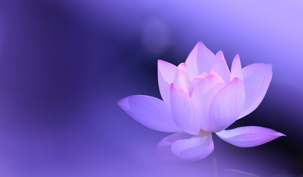 Обои фон, цветок, лотос, розовый, сиреневый, background, flower, lotus, pink, lilac разрешение 2112x1188 Загрузить