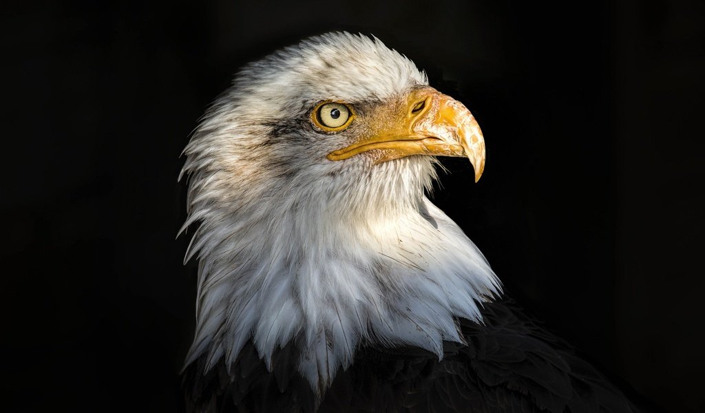 Обои портрет, орел, птица, клюв, черный фон, перья, белоголовый орлан, portrait, eagle, bird, beak, black background, feathers, bald eagle разрешение 2048x1365 Загрузить