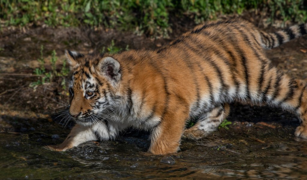 Обои тигр, вода, котенок, тигренок, детеныш, tiger, water, kitty, cub разрешение 2112x1188 Загрузить