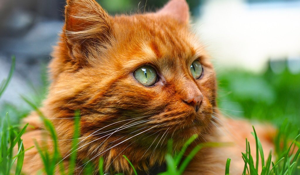 Обои трава, портрет, мордочка, кошка, взгляд, рыжий кот, котейка, grass, portrait, muzzle, cat, look, red cat разрешение 2048x1536 Загрузить