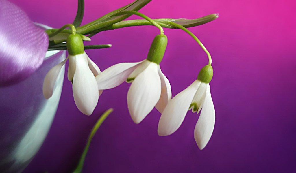 Обои подснежники белые на цветном фоне, snowdrops white on a colored background разрешение 4011x2982 Загрузить