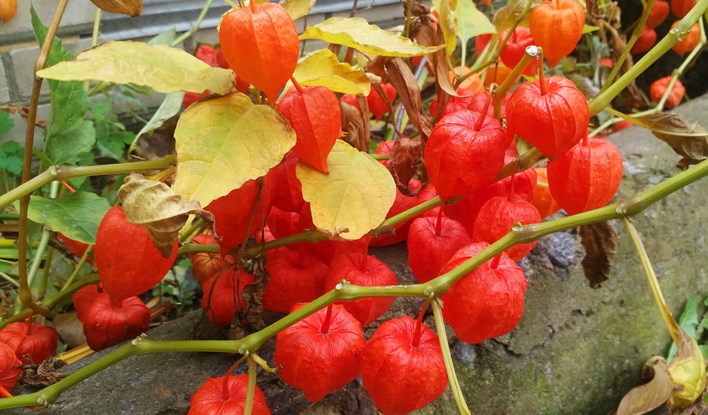 Обои физалис, физалис ветка красный, physalis, physalis branch red разрешение 3640x2190 Загрузить