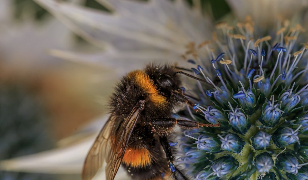 Обои макро, насекомое, фон, цветок, пчела, пыльца, шмель, опыление, macro, insect, background, flower, bee, pollen, bumblebee, pollination разрешение 1920x1080 Загрузить