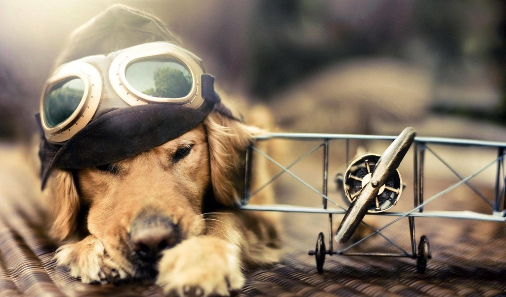 Обои самолет, лётчик, очки, собака, голден ретривер, шлемофон, the plane, pilot, glasses, dog, golden retriever, headset разрешение 2560x1600 Загрузить