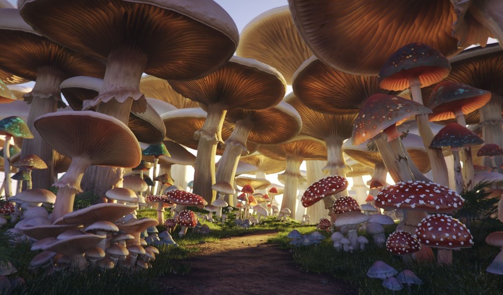 Обои грибы, тропа, mushroom forest, mushrooms, trail разрешение 1920x1080 Загрузить