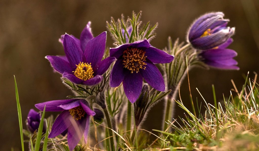 Обои макро, весна, сон-трава, macro, spring, sleep-grass разрешение 3360x2242 Загрузить