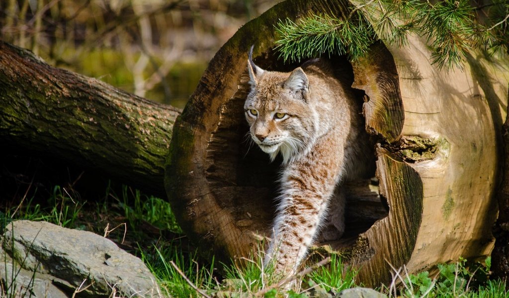 Обои дерево, рысь, кошка, tree, lynx, cat разрешение 2880x1800 Загрузить