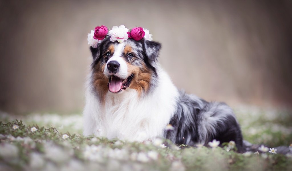 Обои цветы, собака, венок, боке, австралийская овчарка, аусси, flowers, dog, wreath, bokeh, australian shepherd, aussie разрешение 2048x1365 Загрузить