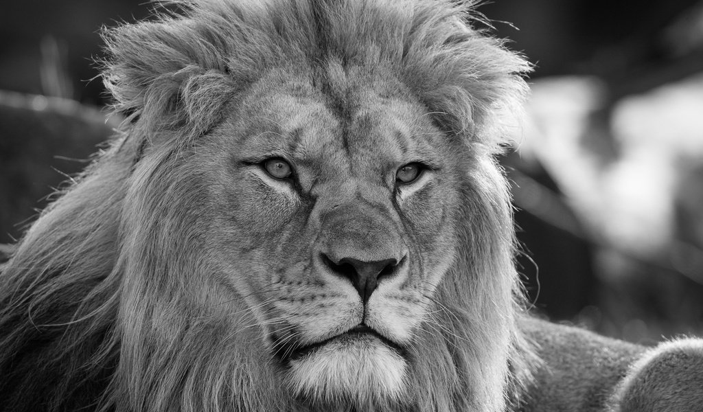 Обои морда, портрет, взгляд, лев, грива, дикая кошка, монохром, царь зверей, face, portrait, look, leo, mane, wild cat, monochrome, the king of beasts разрешение 1920x1280 Загрузить