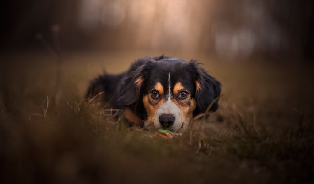 Обои морда, взгляд, собака, боке, face, look, dog, bokeh разрешение 2112x1188 Загрузить