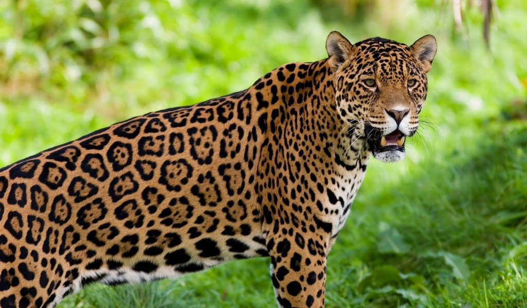 Обои ягуар, животное, jaguar, animal разрешение 1920x1200 Загрузить