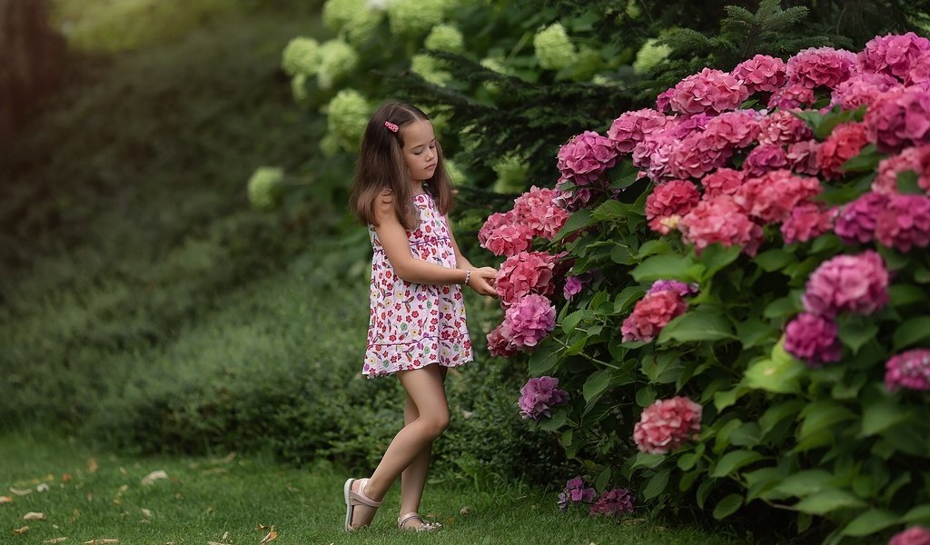 Обои цветы, природа, кусты, лето, девочка, гортензия, flowers, nature, the bushes, summer, girl, hydrangea разрешение 1920x1279 Загрузить