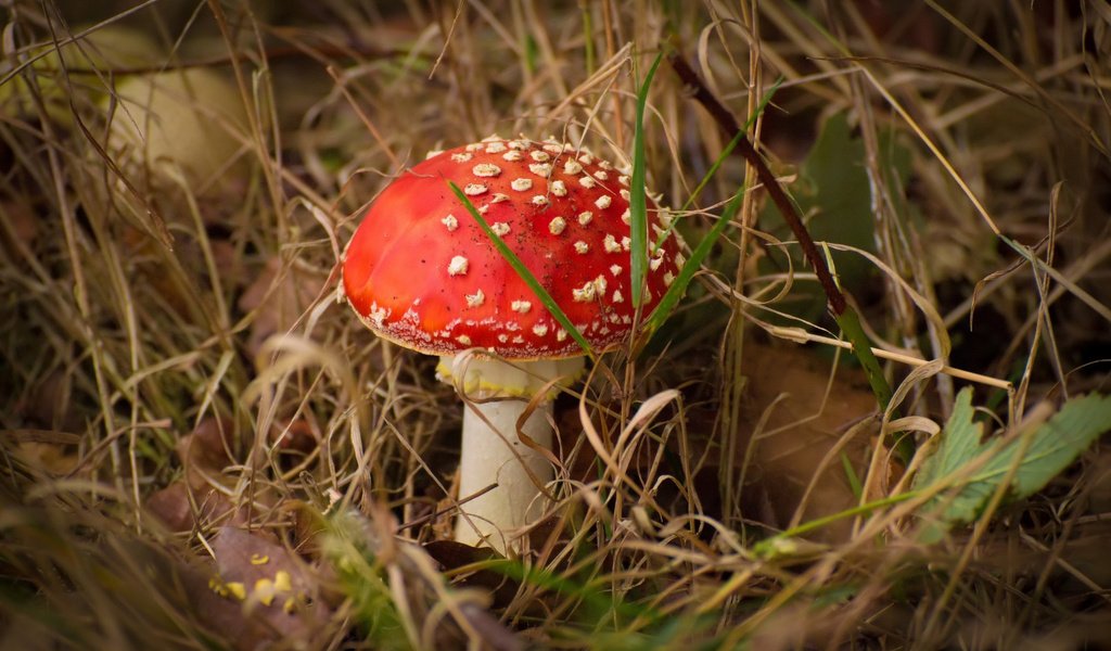 Обои осень, гриб, мох, autumn, mushroom, moss разрешение 1920x1200 Загрузить