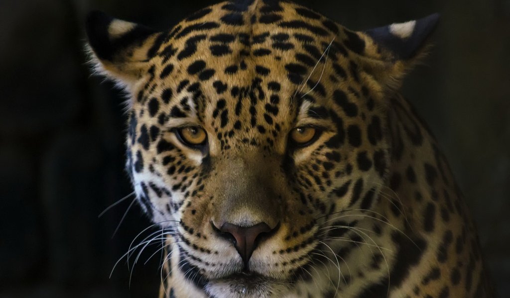 Обои кошка, взгляд, ягуар, зверь, cat, look, jaguar, beast разрешение 2048x1318 Загрузить