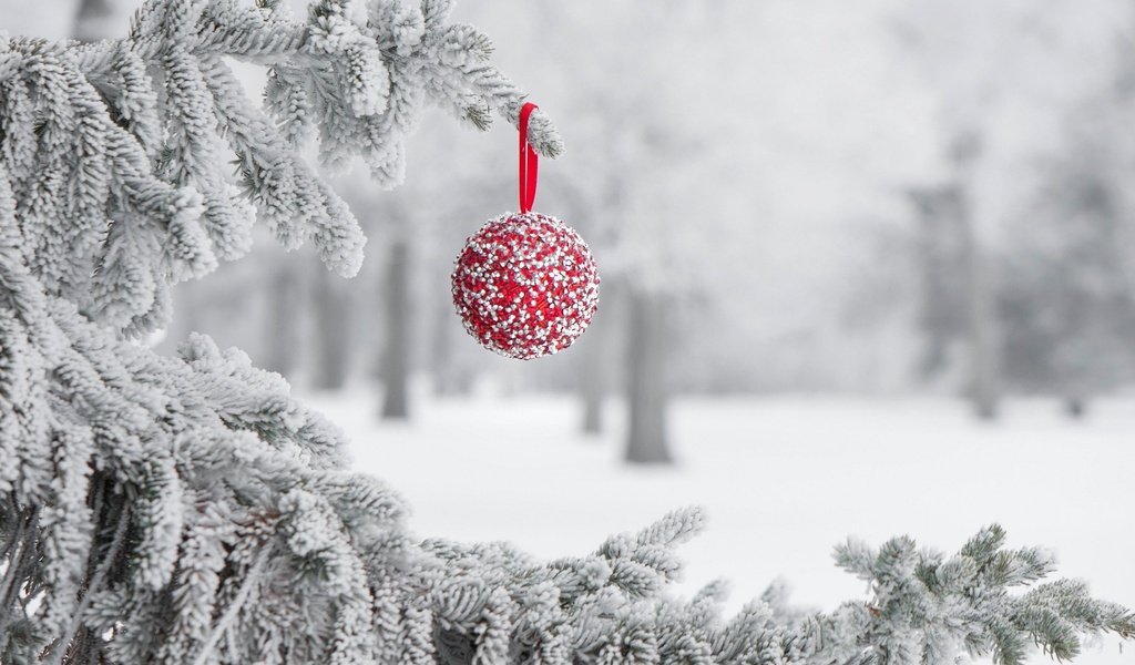 Обои снег, зима, иней, игрушка, шарик, праздник, snow, winter, frost, toy, ball, holiday разрешение 2048x1361 Загрузить