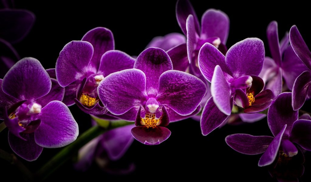 Обои ветка, черный фон, орхидея, орхидеи, сиреневые, branch, black background, orchid, orchids, lilac разрешение 2048x1280 Загрузить