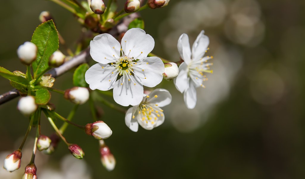 Обои цветы, природа, цветение, макро, весна, вишня, боке, flowers, nature, flowering, macro, spring, cherry, bokeh разрешение 2304x1536 Загрузить