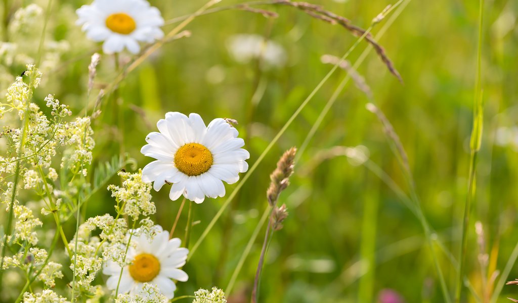 Обои цветы, трава, ромашки, полевые цветы, flowers, grass, chamomile, wildflowers разрешение 2304x1536 Загрузить