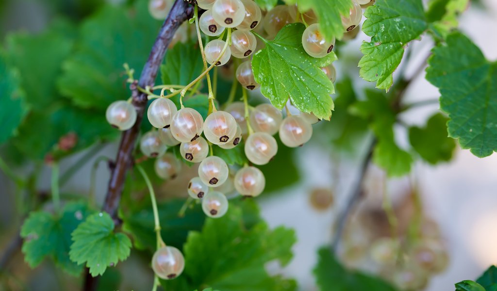 Обои природа, лето, ягоды, смородина, белая смородина, nature, summer, berries, currants, white currants разрешение 2210x1474 Загрузить