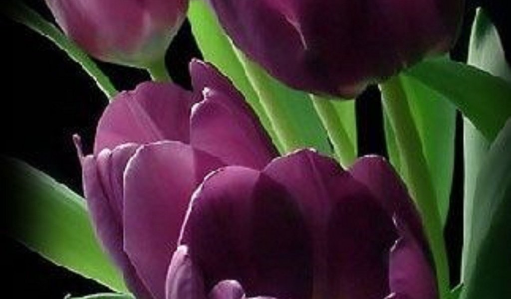 Обои черный фон, тюльпаны, бордовый, black background, tulips, burgundy разрешение 1920x3406 Загрузить