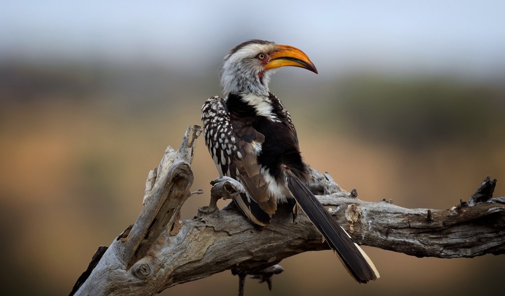 Обои национальный парк крюгера, southern yellow-billed hornbill, wild south africa, kruger national park разрешение 2112x1188 Загрузить