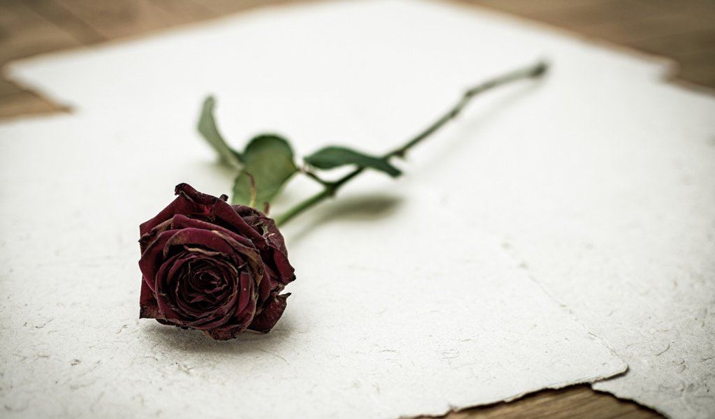 Обои фон, цветок, роза, бумага, background, flower, rose, paper разрешение 2112x1188 Загрузить