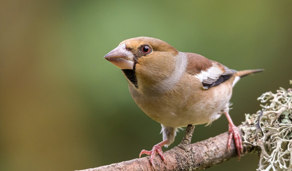 Обои ветка, поза, дубонос, branch, pose, grosbeak разрешение 2560x1600 Загрузить