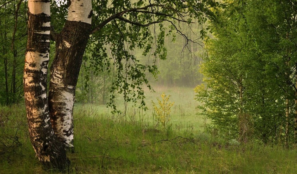 Обои листья, туман, березы, лето, leaves, fog, birch, summer разрешение 1920x1200 Загрузить