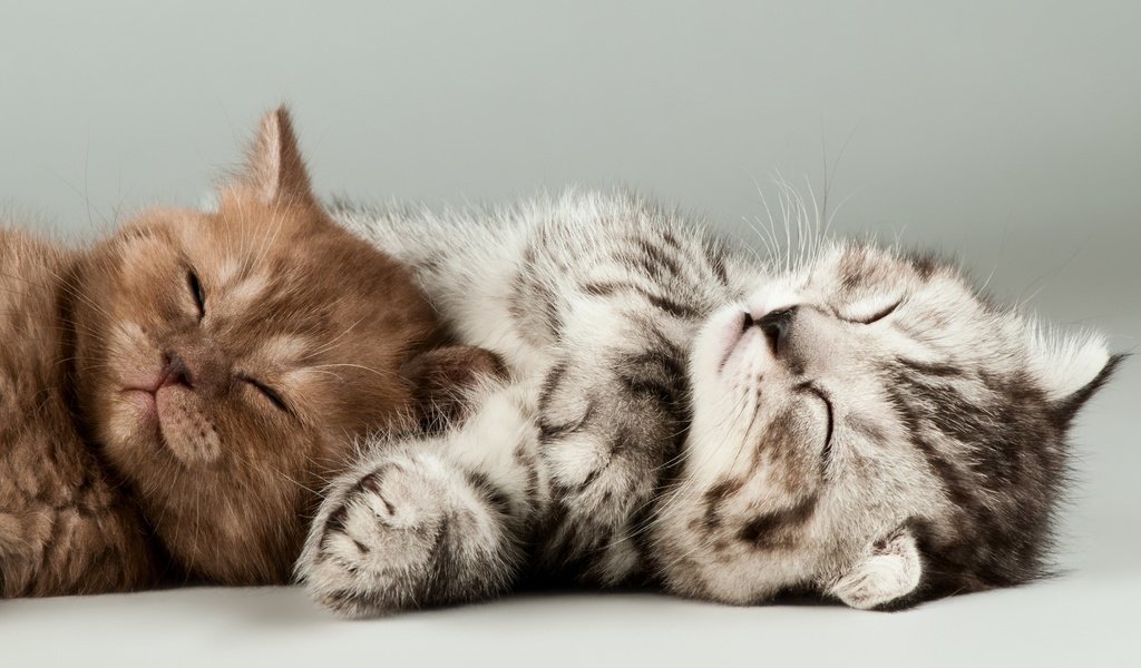 Обои мордочка, сон, котенок, коты, кошки, котята, muzzle, sleep, kitty, cats, kittens разрешение 3840x2160 Загрузить