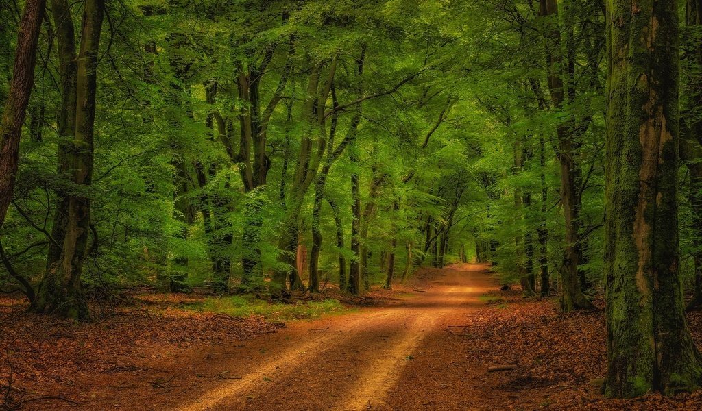 Обои дорога, деревья, лес, солнечный свет, road, trees, forest, sunlight разрешение 1920x1176 Загрузить