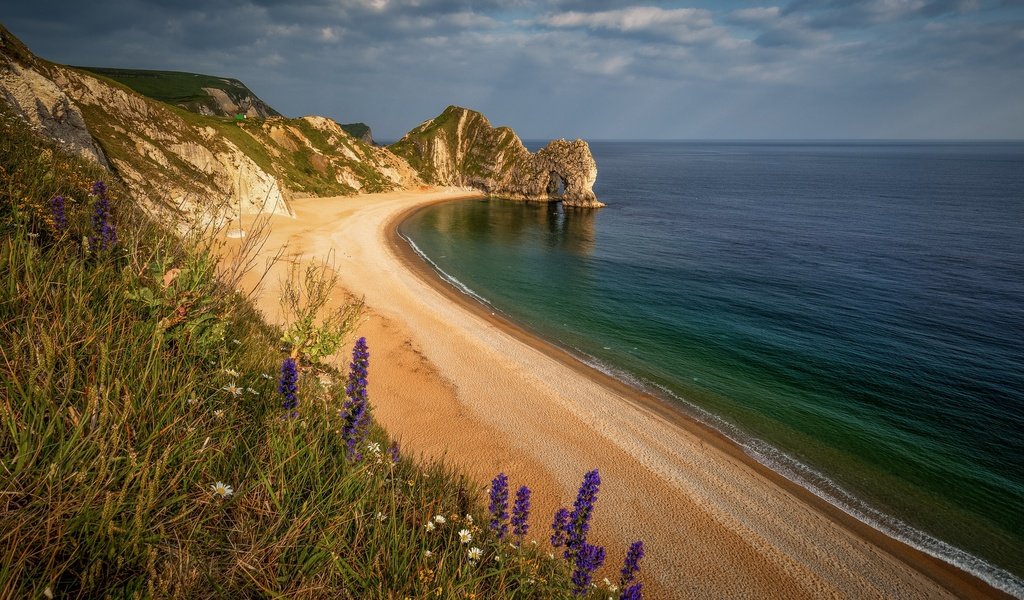 Обои цветы, море, песок, пляж, побережье, durdle door, дердл-дор, flowers, sea, sand, beach, coast, deral-dor разрешение 2048x1365 Загрузить