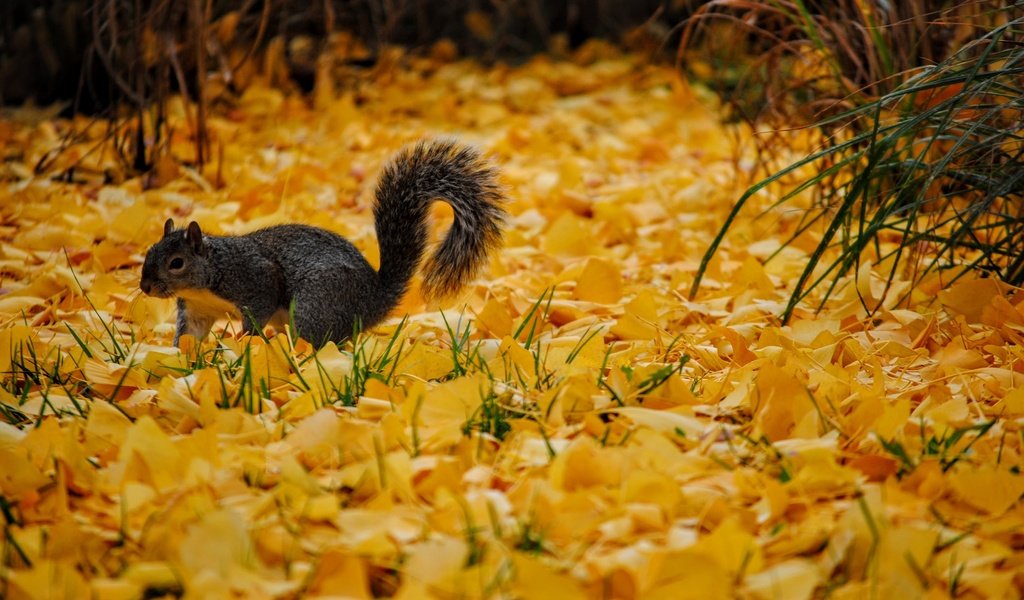 Обои осень, серая, белка, желтые, листопад, осенние листья, autumn, grey, protein, yellow, falling leaves, autumn leaves разрешение 2896x1944 Загрузить