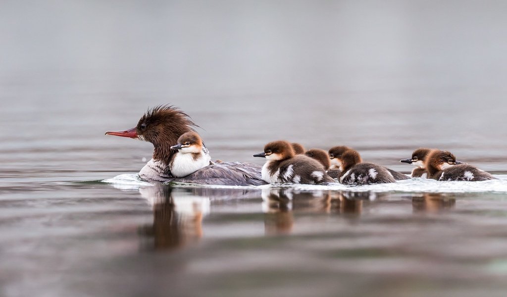 Обои вода, птицы, семья, утята, плавание, утка, крохаль, water, birds, family, ducklings, swimming, duck разрешение 2048x1280 Загрузить