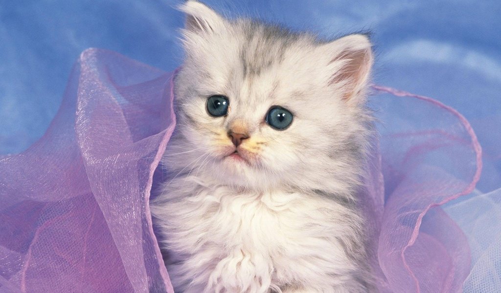 Обои котенок, белый, милый, котёнка, kitty, white, cute, kitten разрешение 1920x1080 Загрузить
