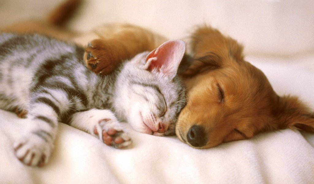 Обои кошка, сон, котенок, собака, щенок, cat, sleep, kitty, dog, puppy разрешение 1920x1080 Загрузить