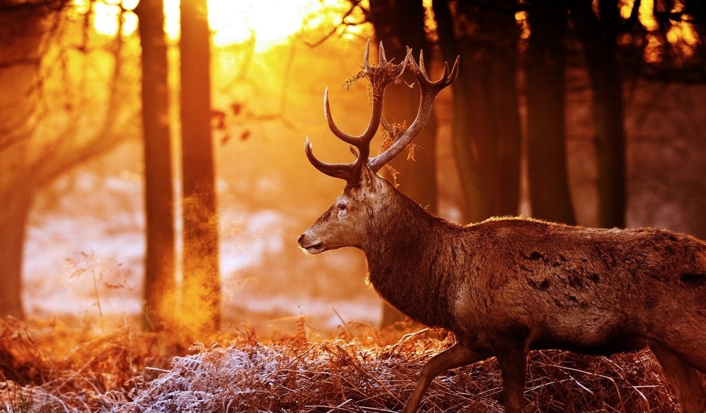 Обои деревья, лес, олень, блики, рога, солнечные лучи, trees, forest, deer, glare, horns, the sun's rays разрешение 2048x1360 Загрузить