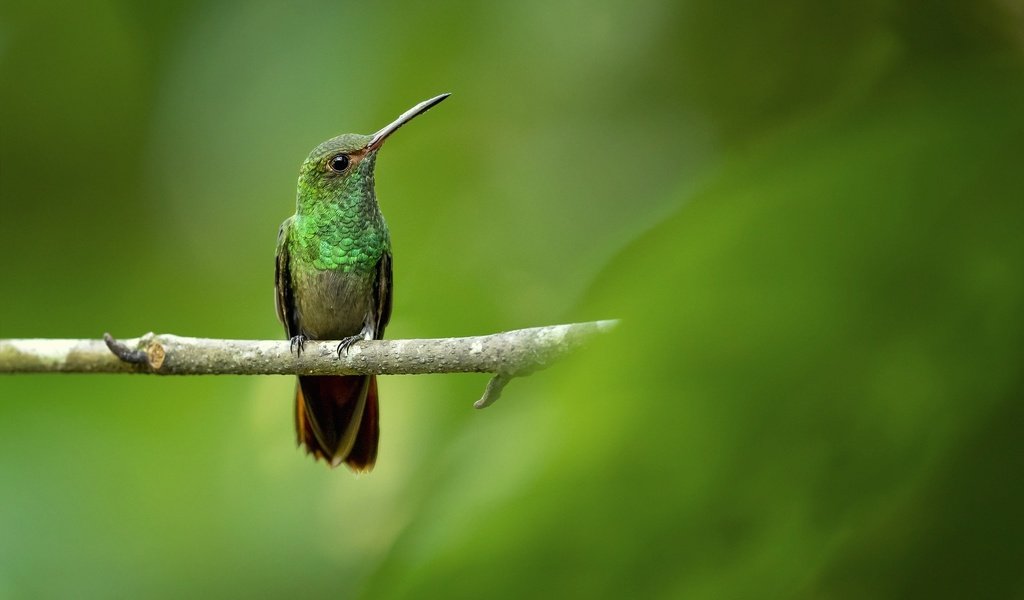 Обои ветка, фон, птица, колибри, branch, background, bird, hummingbird разрешение 2048x1366 Загрузить
