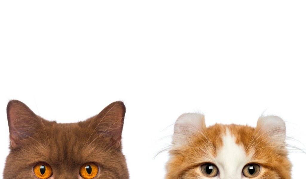 Обои мордочка, усы, взгляд, коты, белый фон, кошки, muzzle, mustache, look, cats, white background разрешение 2000x1440 Загрузить