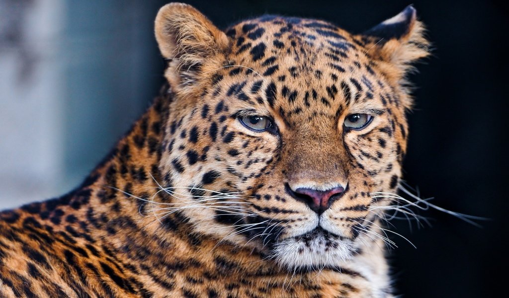 Обои морда, усы, лежит, леопард, хищник, большая кошка, face, mustache, lies, leopard, predator, big cat разрешение 1920x1080 Загрузить