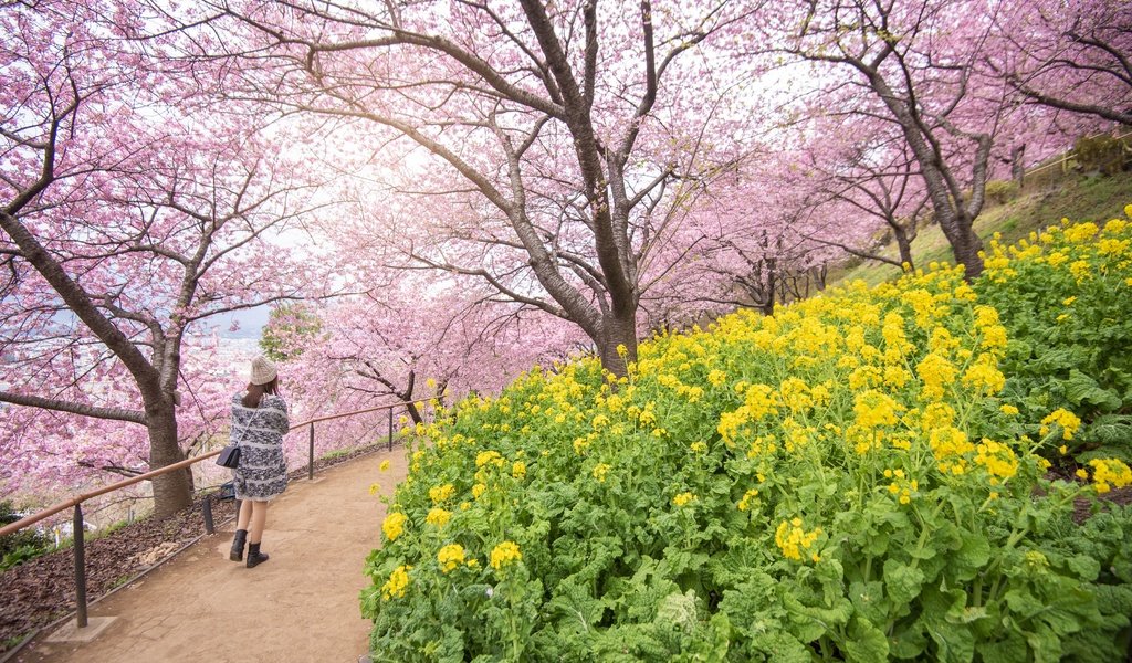 Обои цветы, цветение, девушка, пейзаж, парк, япония, весна, сакура, flowers, flowering, girl, landscape, park, japan, spring, sakura разрешение 4000x2670 Загрузить