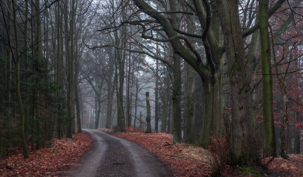 Обои дорога, деревья, природа, лес, листья, осень, road, trees, nature, forest, leaves, autumn разрешение 6000x4000 Загрузить