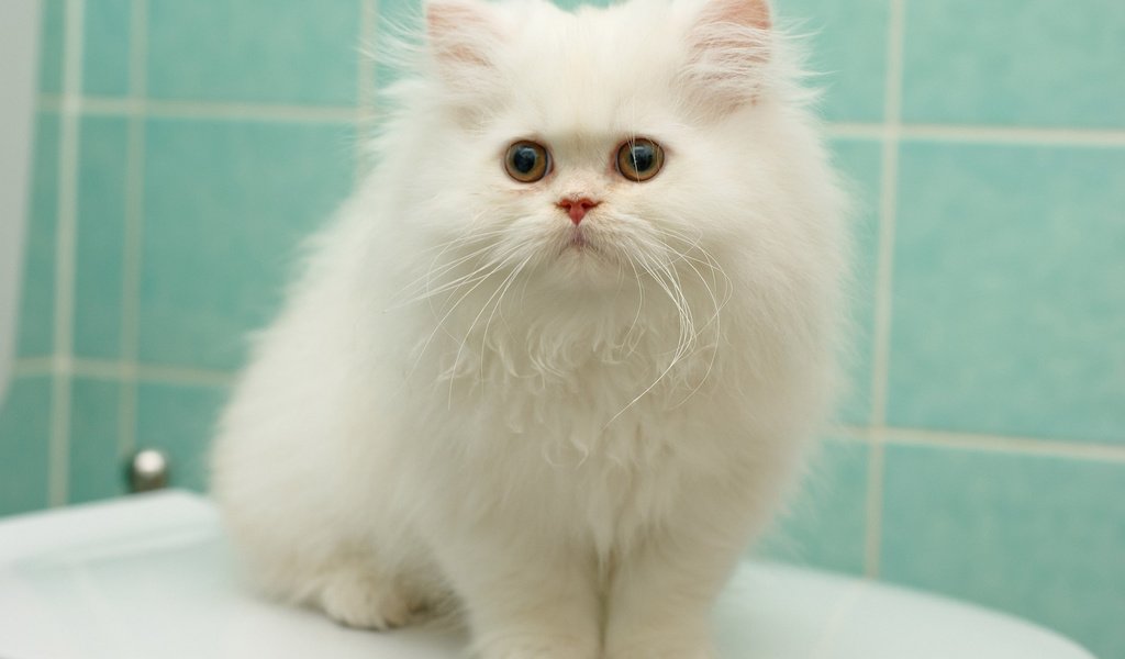 Обои котенок, пушистый, белый, перс, персидская кошка, kitty, fluffy, white, pers, persian cat разрешение 1920x1200 Загрузить