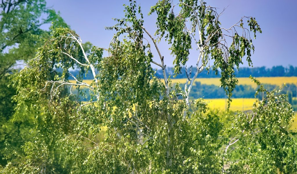 Обои небо, деревья, природа, листья, ветки, лето, береза, the sky, trees, nature, leaves, branches, summer, birch разрешение 5184x3456 Загрузить