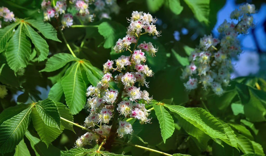 Обои цветы, цветение, листья, весна, каштан, flowers, flowering, leaves, spring, chestnut разрешение 5184x3456 Загрузить