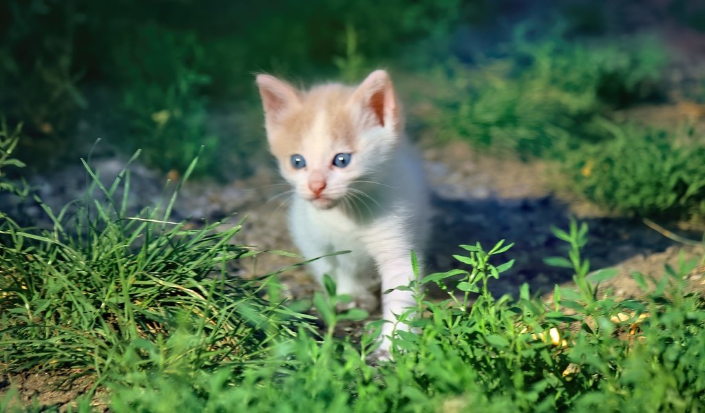 Обои трава, кот, мордочка, кошка, взгляд, котенок, grass, cat, muzzle, look, kitty разрешение 5184x3456 Загрузить