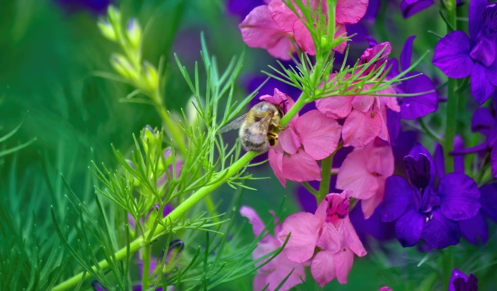 Обои насекомое, цветок, стебель, пчела, дельфиниум, insect, flower, stem, bee, delphinium разрешение 5184x3456 Загрузить