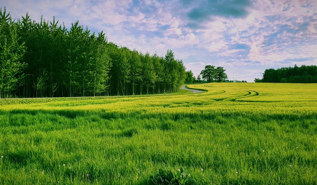 Обои трава, природа, лес, поле, grass, nature, forest, field разрешение 3840x2160 Загрузить